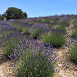(Certified Organic)™ Lavender Sachet (Certified Organic)™ Lavender Sachet
