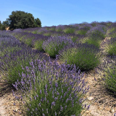 (Certified Organic)™ Lavender Sachet (Certified Organic)™ Lavender Sachet