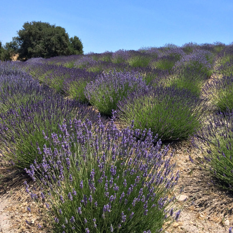 (Certified Organic)™ Lavender Sachet (Certified Organic)™ Lavender Sachet