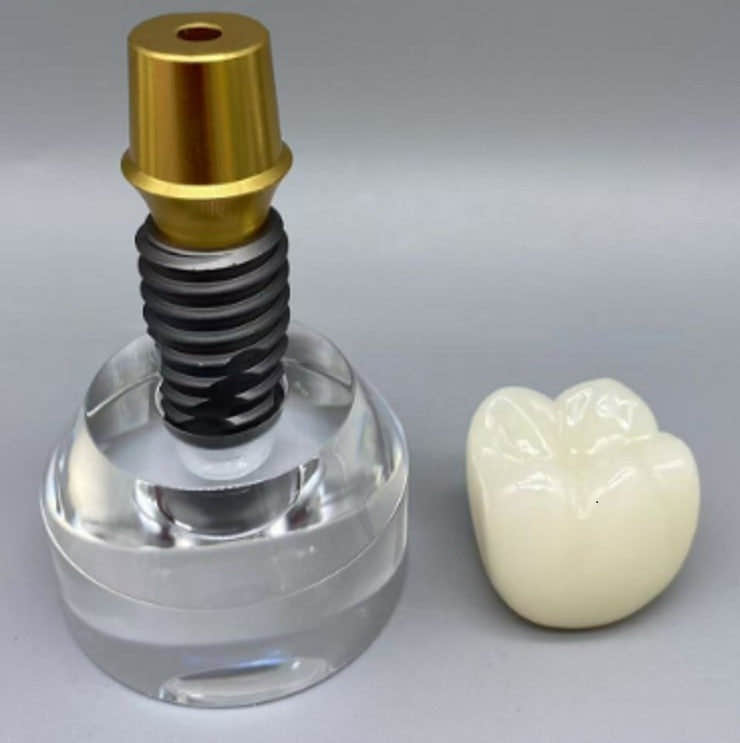 Double Teeth Model (Copy) Double Teeth Model (Copy)