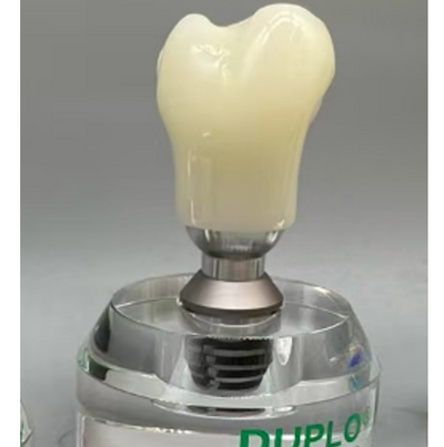 Double Teeth Model (Copy) Double Teeth Model (Copy)