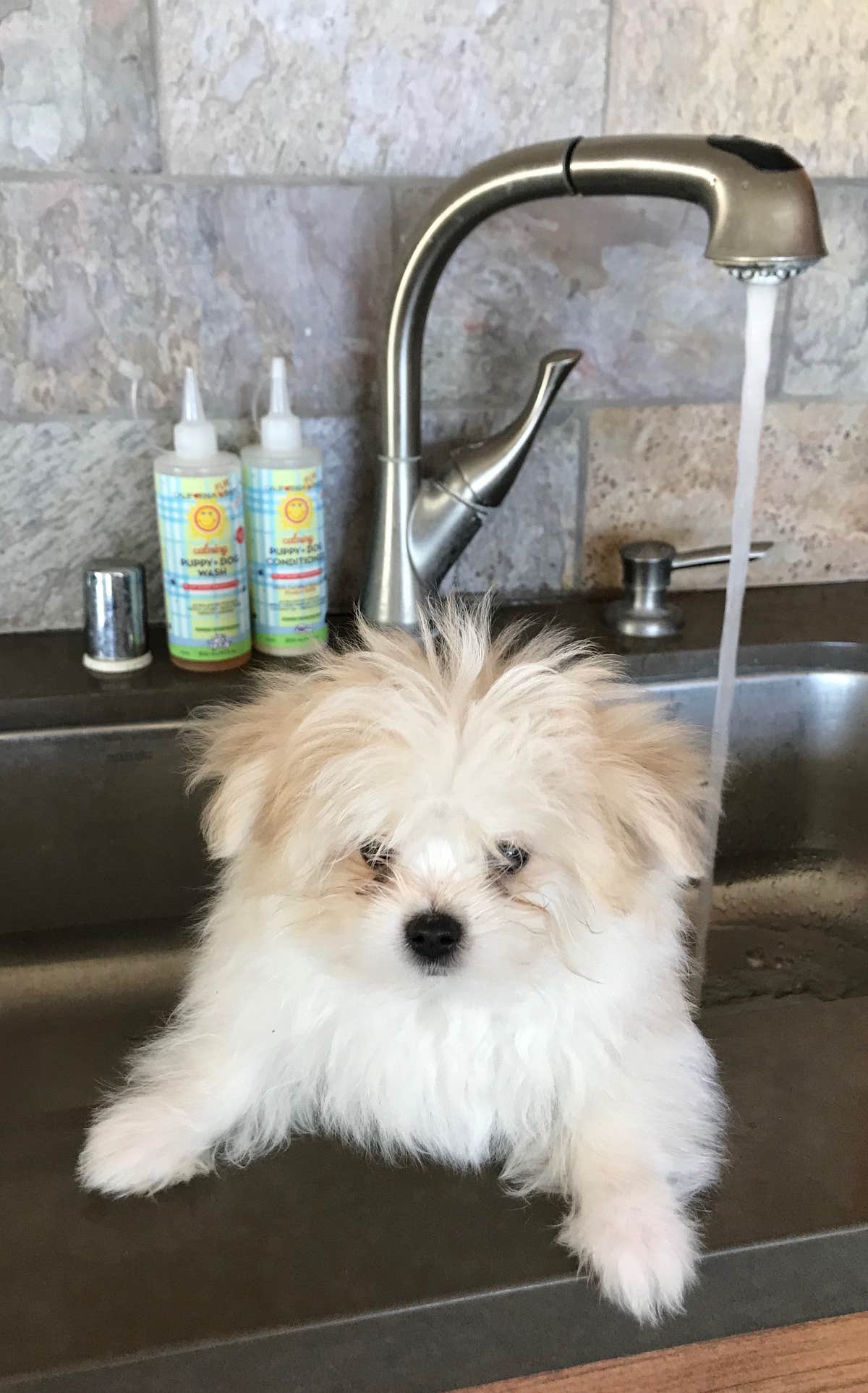 Calming™ Puppy + Dog Wash & Conditioner Set Calming™ Puppy + Dog Wash & Conditioner Set