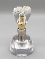 Double Teeth Model (Copy) Double Teeth Model (Copy)