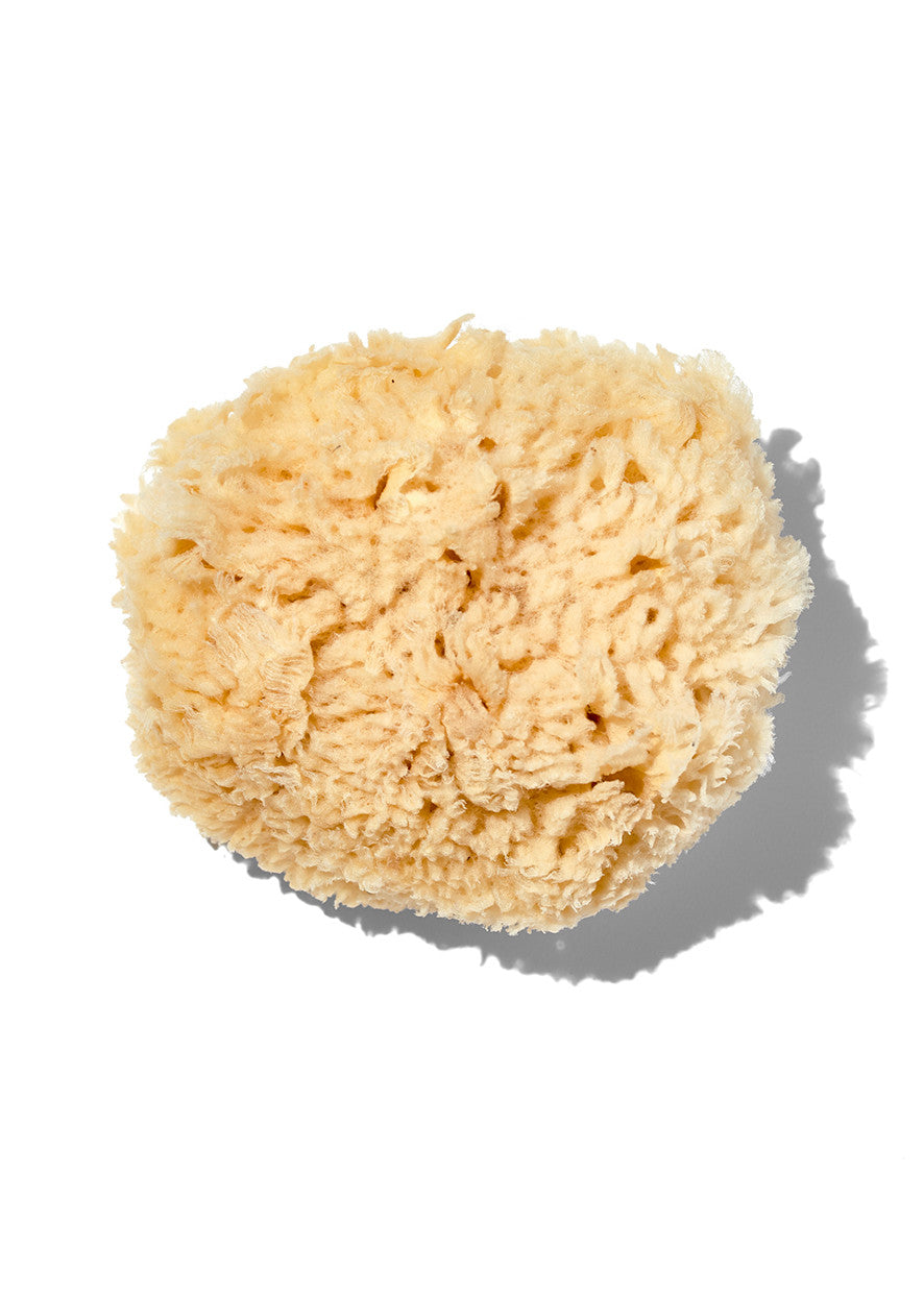 Natural "Wool" 5-6" Sea Sponge Natural "Wool" 5-6" Sea Sponge