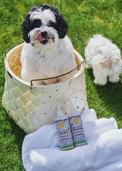 (No Fragrance) Super Sensitive™ Puppy + Dog + Kitty Wash